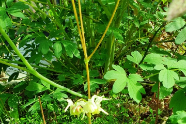 ��ҿ� �� ���մ�